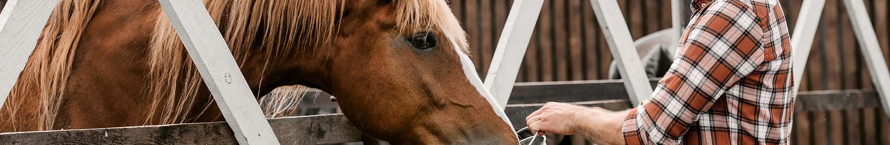 Veterinary Care for Horses