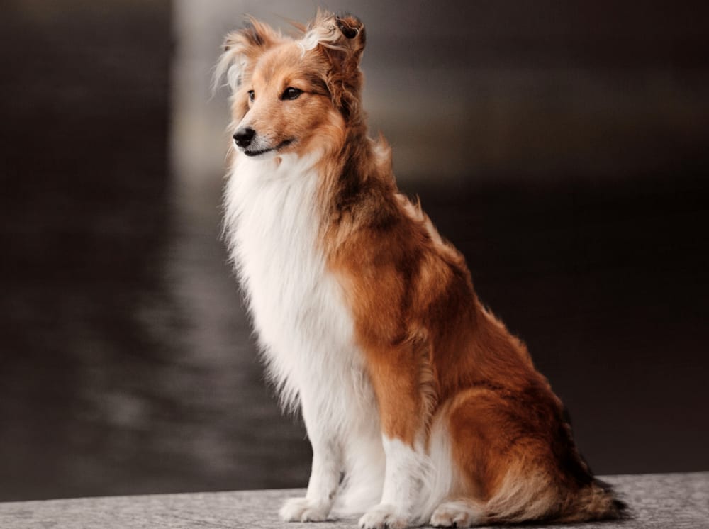 Dog sitting and looking forward