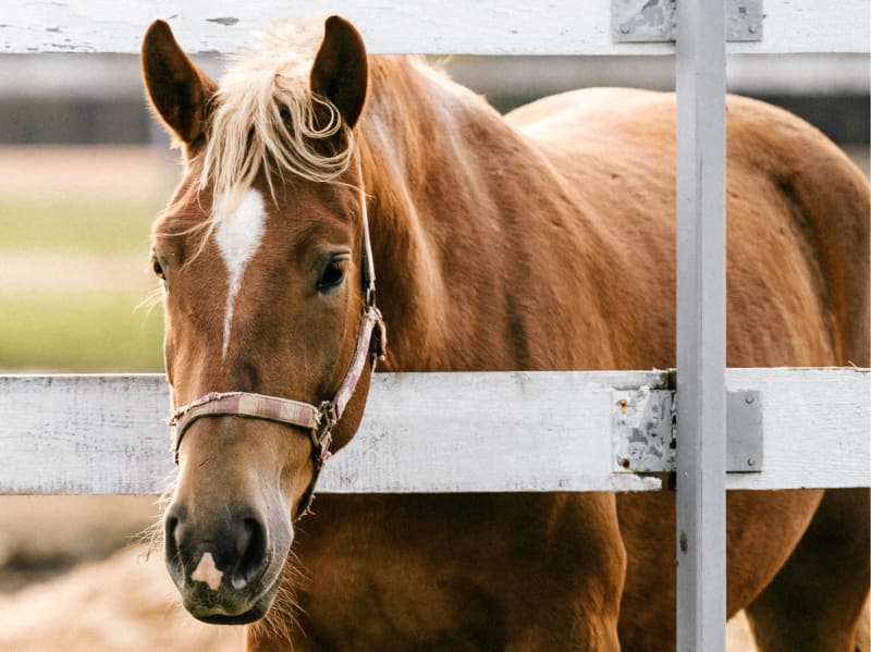 Horse looking through fence