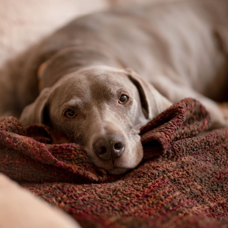 Dog resting after vaccination at Union City